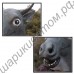 Маска быка (коровы, минотавра) латексная