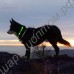 Светящийся ошейник (led collar)